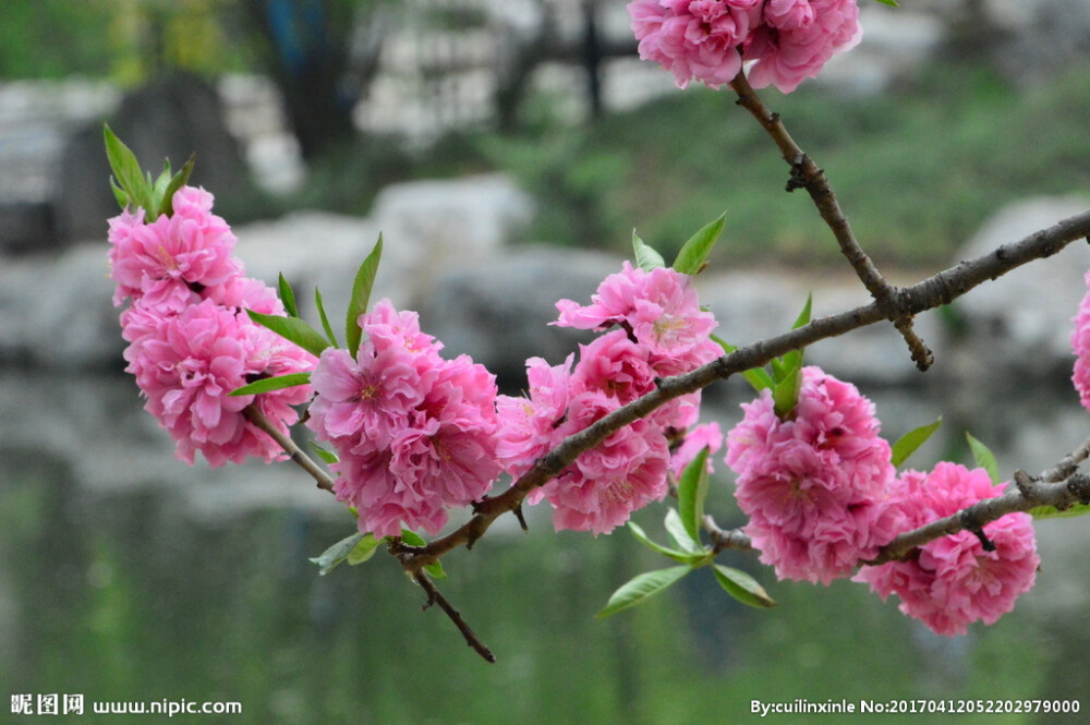 粉红碧桃 花期3-4月