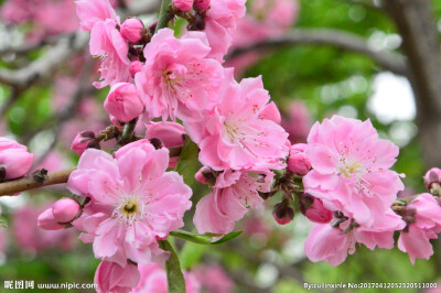 粉红碧桃 花期3-4月