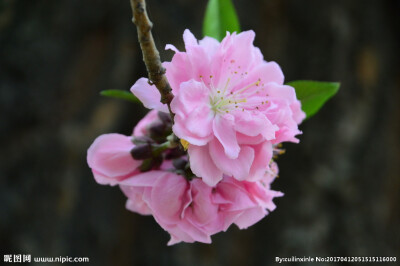 粉红碧桃 花期3-4月