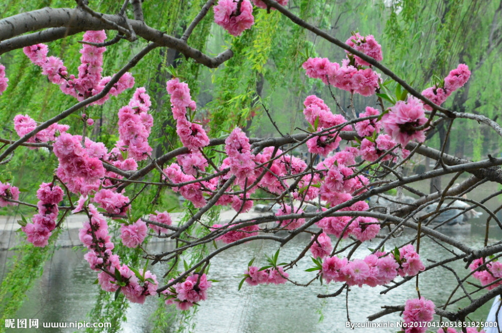 粉红碧桃 花期3-4月