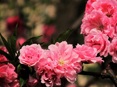 粉红碧桃 花期3-4月