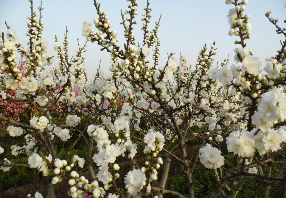 白碧桃 花期4月