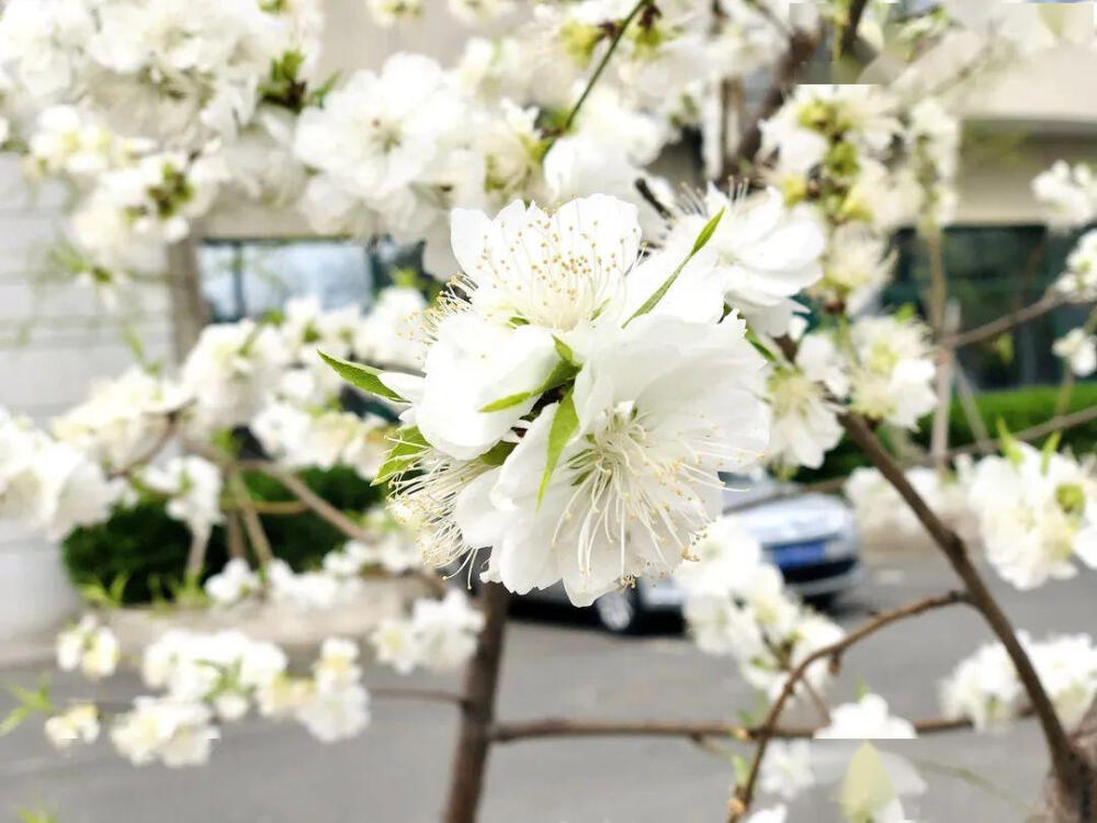 白碧桃 花期4月