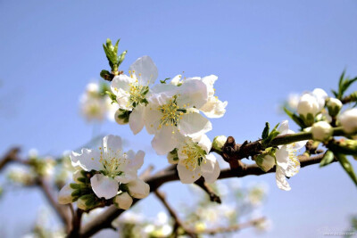 白碧桃 花期4月