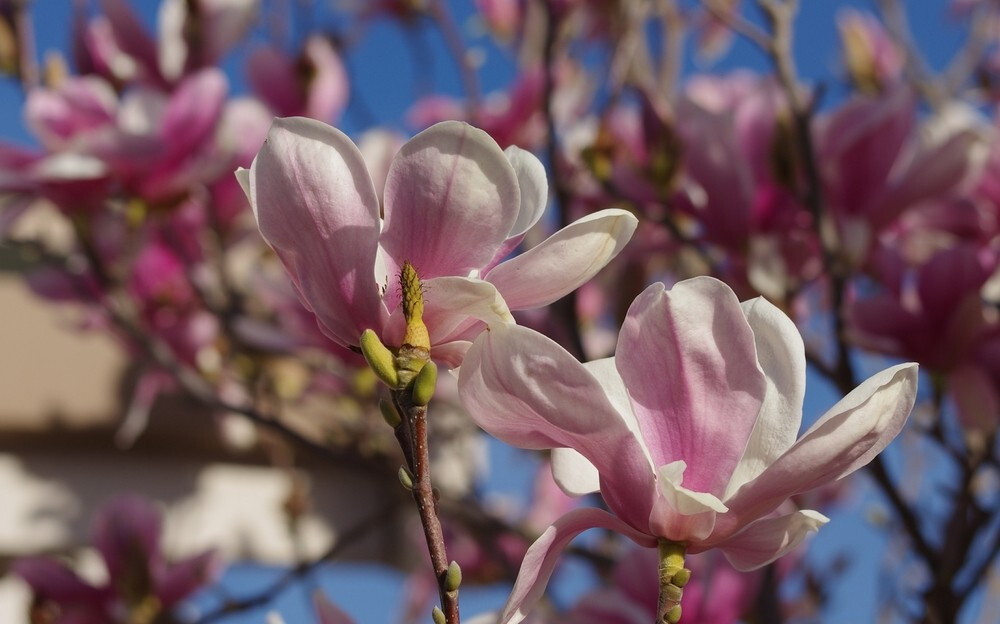 二乔玉兰 花期3-4月