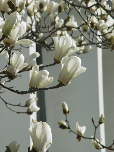 白玉兰 花期3-5月