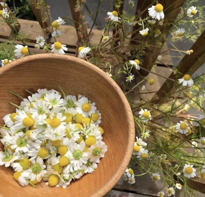 朋友圈背景图 手机壁纸 鲜花 意境图片