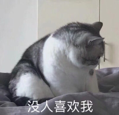 猫猫表情包 没人喜欢我