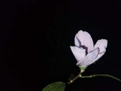 黑夜的花