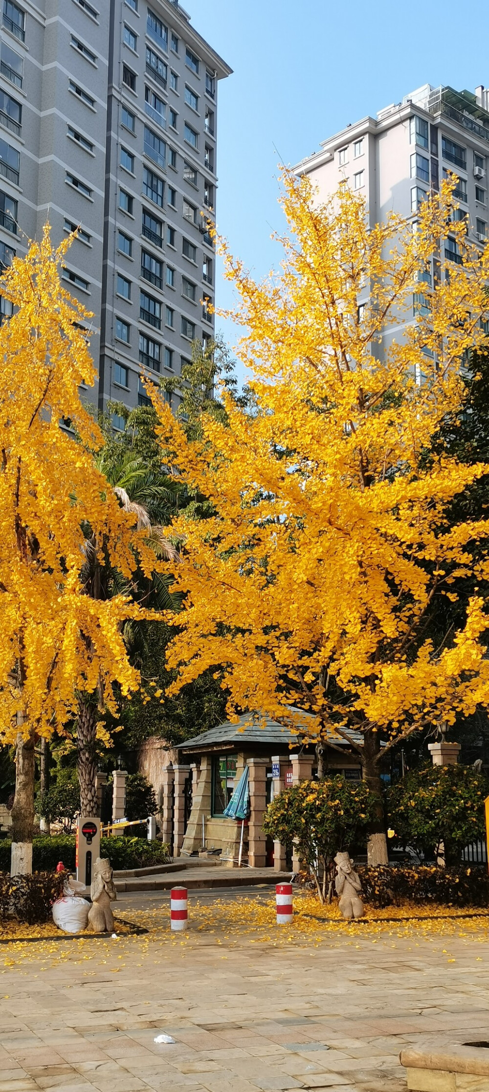 银杏树
