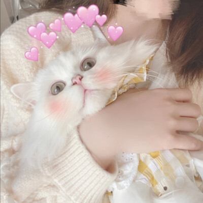 我自截自用的抱猫猫头像ฅ۶•ﻌ•♡