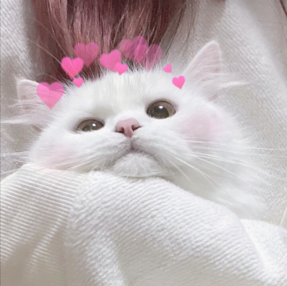 我自截自用的抱猫猫头像ฅ۶•ﻌ•♡