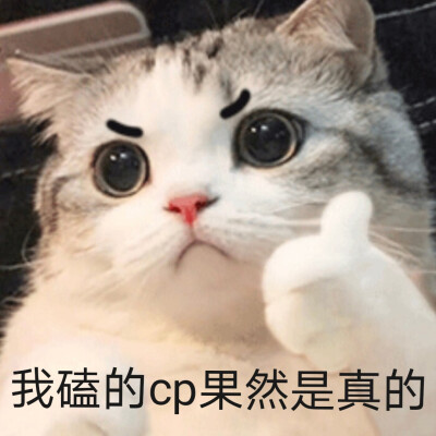 磕cp现状 表情包