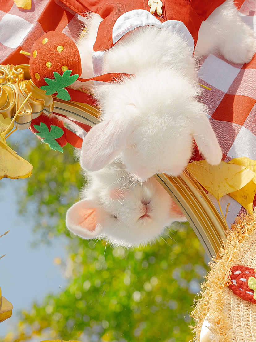 看，绵软小白兔～