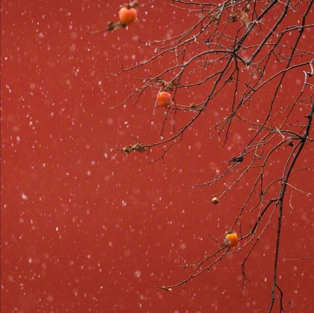 “当坊间最善舞的女儿死了，京城就该有一场大雪。”
©️早见青野