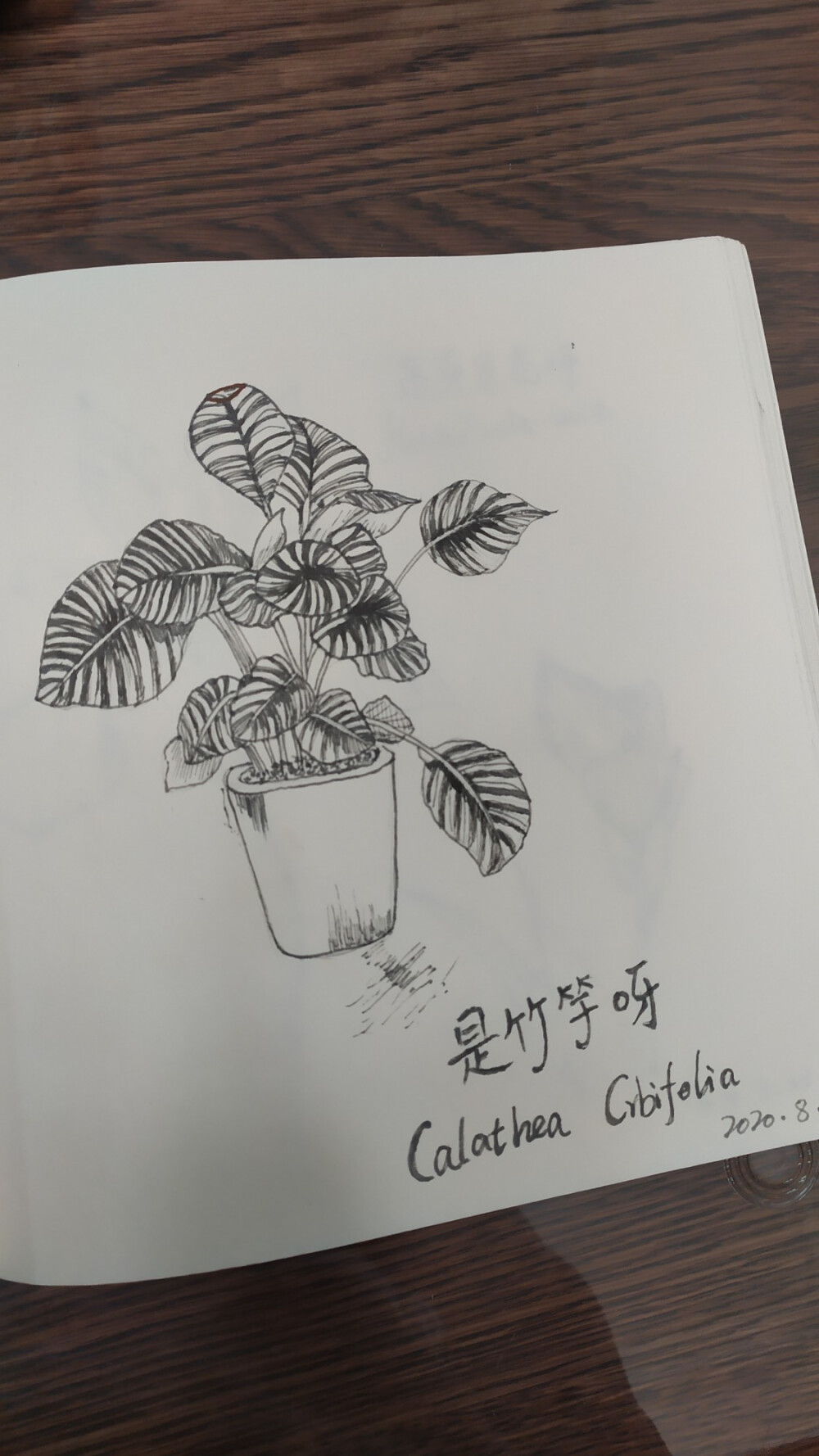 小植物