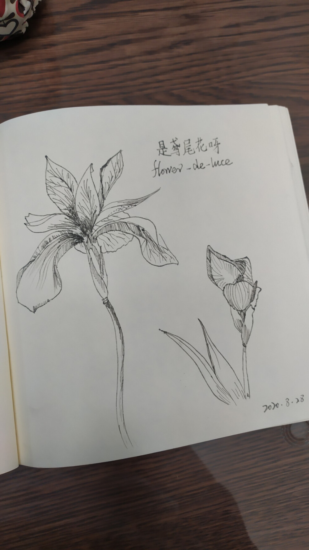 小植物