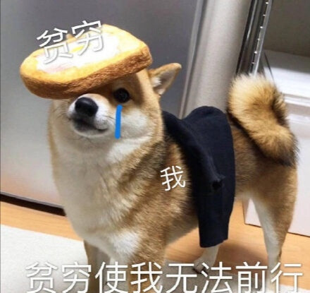 狗狗