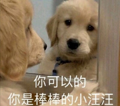 狗狗