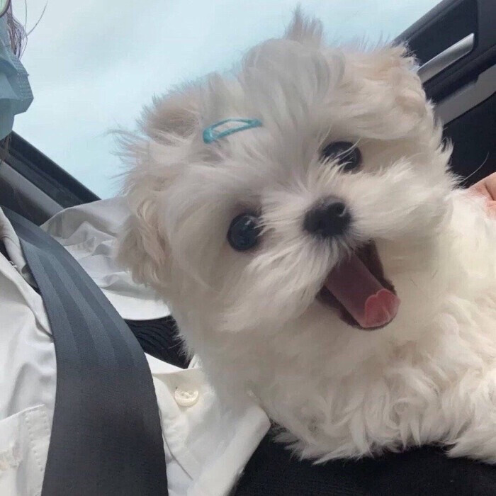 汪！