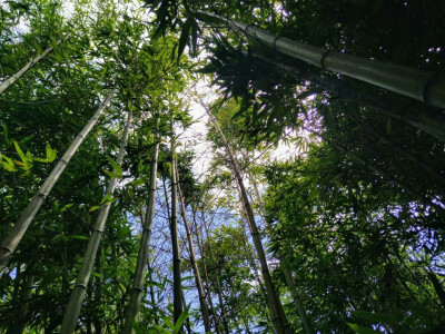 竹林
（这大概是我拍过的最棒的照片了）