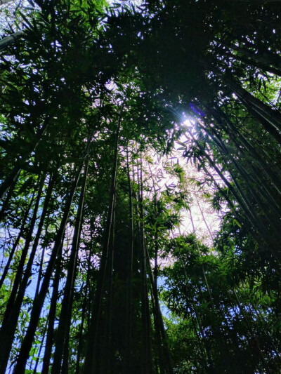 竹林
（这大概是我拍过的最棒的照片了）
