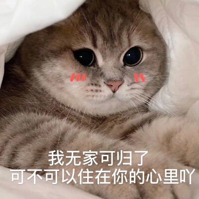 可爱猫咪表情包 动物萌宠