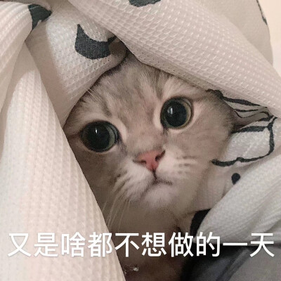 可爱猫咪表情包 动物萌宠