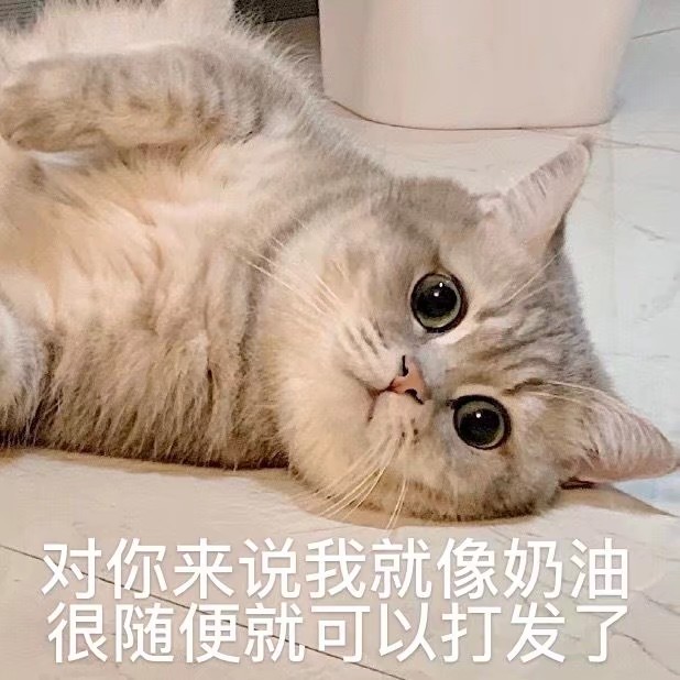 可爱猫咪表情包 动物萌宠