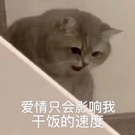 可爱猫咪表情包 动物萌宠