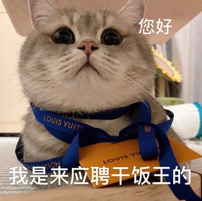 可爱猫咪表情包 动物萌宠