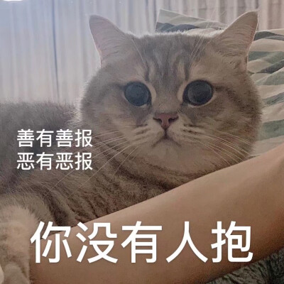 可爱猫咪表情包 动物萌宠