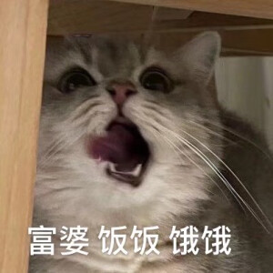 可爱猫咪表情包  动物萌宠