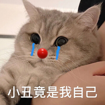 可爱猫咪表情包 动物萌宠