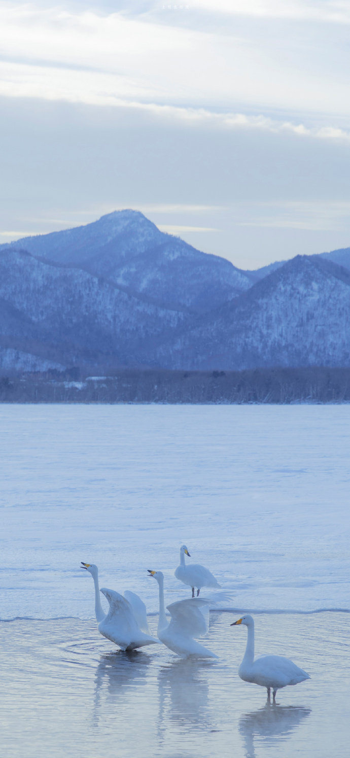 北海道❄
©土司在拍照