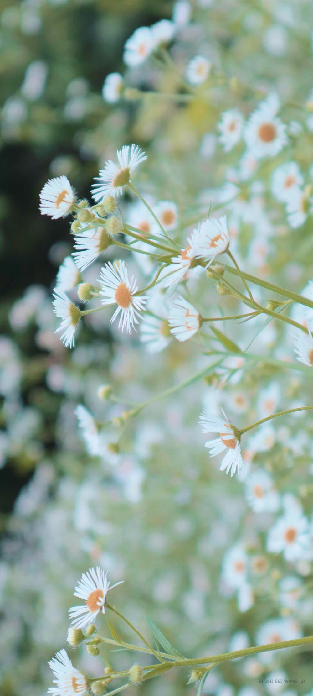 小雏菊