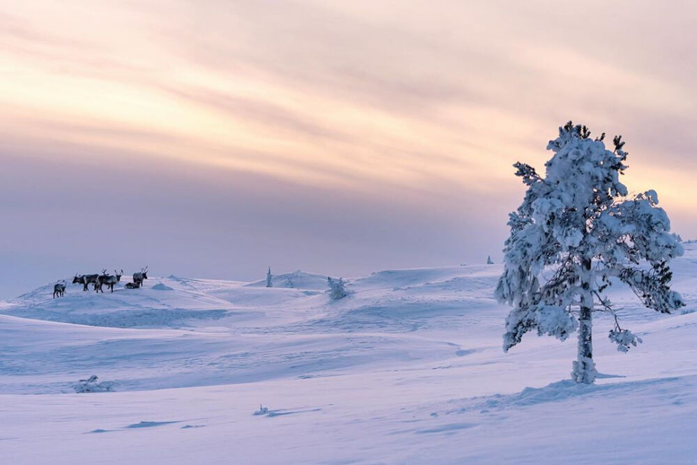  雪景壁纸
