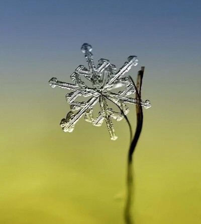 微距雪花