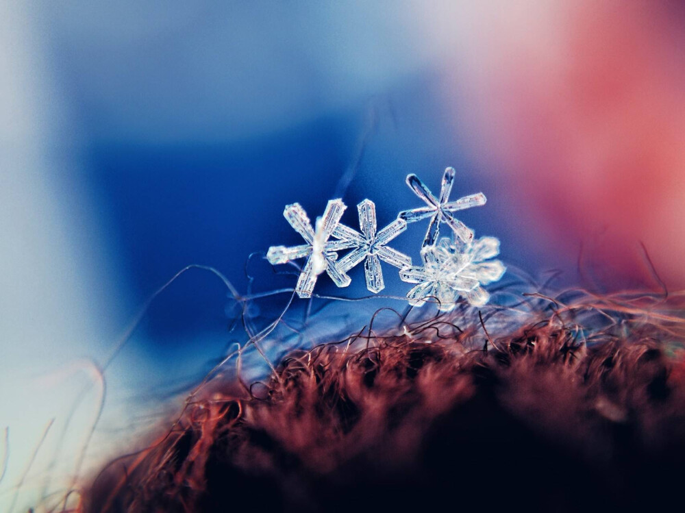 微距雪花