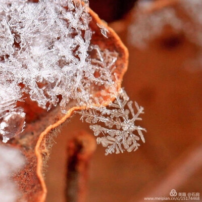 微距雪花