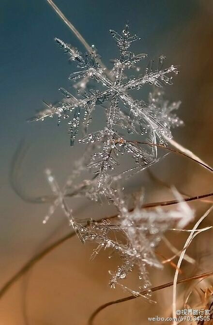 微距雪花