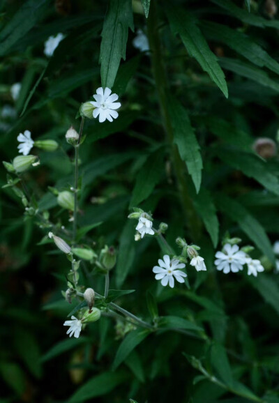 小白花。