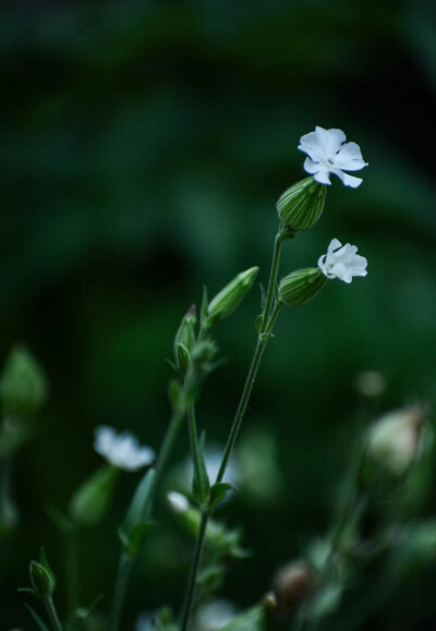 小白花。