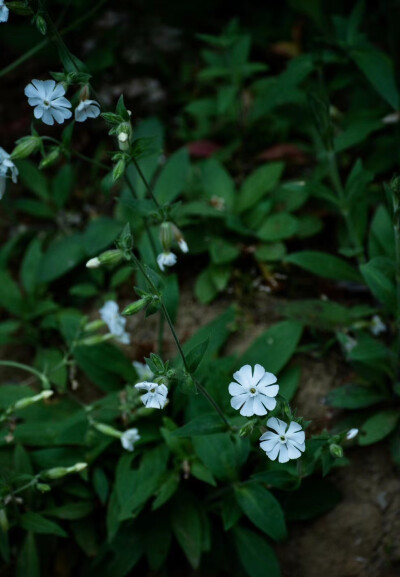 小白花。