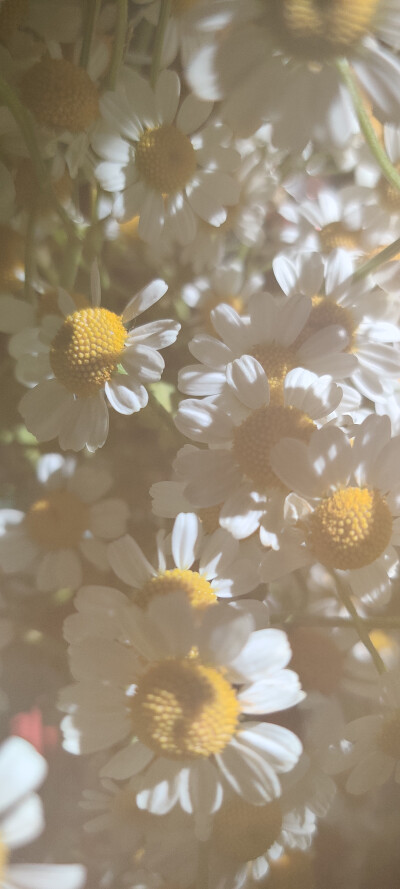 洋甘菊
日常随拍小花
