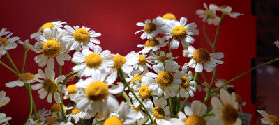 洋甘菊
日常随拍小花