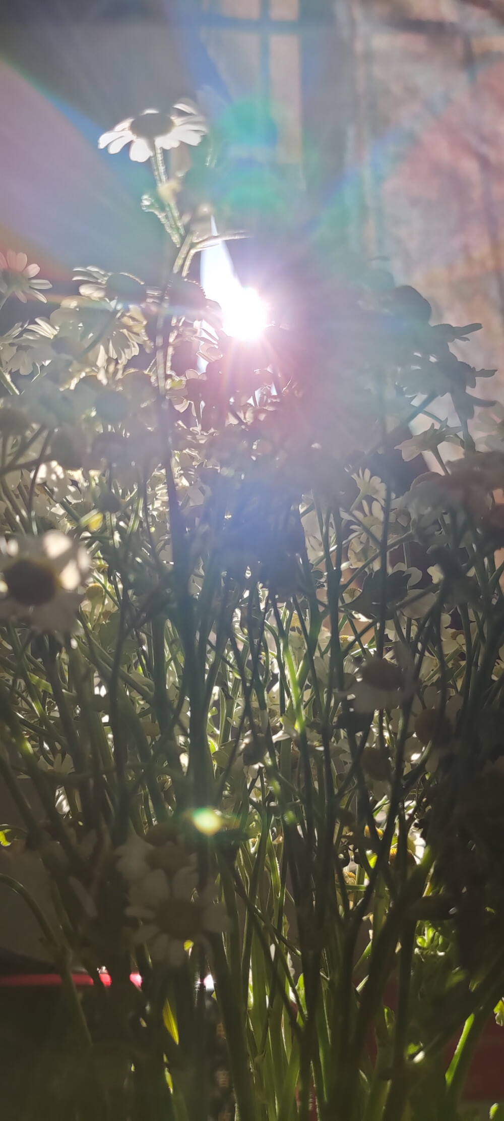 洋甘菊
日常随拍小花