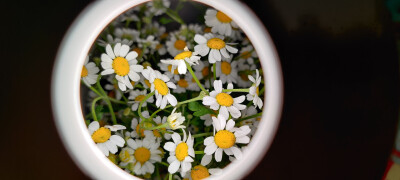 洋甘菊
日常随拍小花