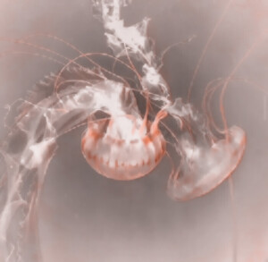 怕你们看不到我新的评论TT

发出截止的最后一组图  背景图妖九
下一次用修的图来和你们见面就不知道是什么时候啦！详见上一条  啵啵。
可以在评论区给我留言在私信也行啦~