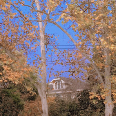 •ᴥ• 風景
Ban_Vsuga
方亦塔